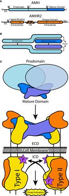 Molecular Mechanisms of AMH Signaling